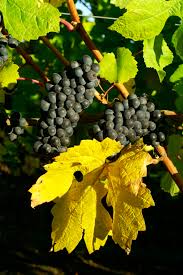 Tunella Pinot Nero