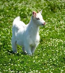 Little White Goat